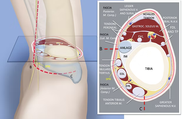 Paley's Puzzle | Art + Medicine 2.0